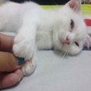 น้องแมว scottish fold พร้อมย้ายบ้านค่ะ