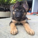 ขายลูกสุนัขเยอรมันเชพเพอร์ด (ขายแล้วครับ)