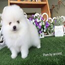 Pom By Accord จำหน่ายปอมเมอเรเนียน หน้าหมี ขนแน่น มีหลายเกรด เข้ามาดูน้องพร้อมย้...