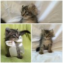 ราคาพิเศษ สาวน้อย หูพลิก สายพันธ์ อเมริกันเคิล