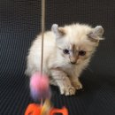 สาวน้อย หูพลิก สายพันธ์ อเมริกันเคิล เพสเมีย