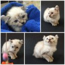 สาวน้อย หูพลิก สายพันธ์ อเมริกันเคิล เพสเมีย