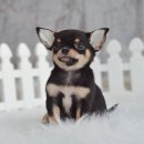 ★^-^*★ WWW.WOWWCHIHUAHUA.COM★^-^*★..."8000 หล่อๆเข้มๆ คิ้วคมสวย ... ชิวาวาต...