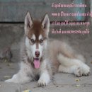 ขาย ไซบีเรียน ฮัสกี้,  กทม  มารับเองลดได้ครับ มีใบเพตดีกีรับลอง  ขาย หมาไซบีเรีย...