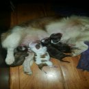 น้องชิวาวา หาบ้านใหม่