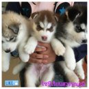 ไซบีเรียน ฟอร์มสวย แถวสุวรรณภูมิ สนใจแวะดูตัวจริงก่อนได้ครับ