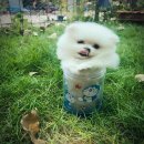 ขายปอมแท้