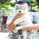 ลูกไซบีเรียน 3 ตัวสุดท้าย ลดราคาแล้วคับ!!!