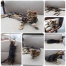 ขายแมวเบงกอลลายมาเบิ้ลชีท 1 ตัว(เพศเมีย) พร้อมใบ TICAเกิด : 15/02/2017