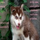 ขาย ไซบีเรียน ฮัสกี้,  กทม  มารับเองลดได้ครับ มีใบเพตดีกีรับลอง