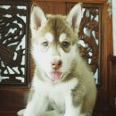 ขายไซบีเรียน​ เพศเมีย