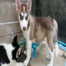 ขาย น้องถุงทอง ไซบีเรียน ฮัสกี้ สีน้ำตาล 