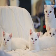 ชื่อเด็กชายมูหราด Scottish fold แท้ 100% 