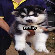 ไซบีเรียนเพศผู้1เพศเมีย1