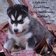 ขาย ไซบีเรียน ฮัสกี้,  กทม  มารับเองลดได้ครับ มีใบเพตดีกีรับลอง