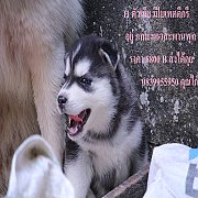 ขาย ไซบีเรียน ฮัสกี้,  กทม  มารับเองลดได้ครับ มีใบเพตดีกีรับลอง