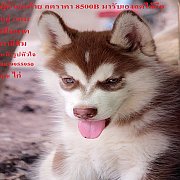 ขาย ไซบีเรียน ฮัสกี้,  กทม  มารับเองลดได้ครับ มีใบเพตดีกีรับลอง