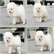 Pomeranian เพศเมียพันธ์แท้ฟอร์มสวยเกรดประกวดรับประกันสุขภาพมีบริการส่ง