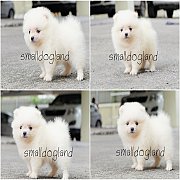 Pomeranian เพศเมียพันธ์แท้ฟอร์มสวยเกรดประกวดรับประกันสุขภาพมีบริการส่ง