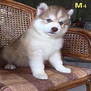 ไซบีเรียน เพศผู้ สีคอป ตาฟ้าคู่ น่ารัก สุขภาพแข็งแรง พร้อมจัดส่งฟรี