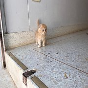 +++SALE SALE 8000 Scottish Fold หูพับ ส้มเข้ม ชาย+++