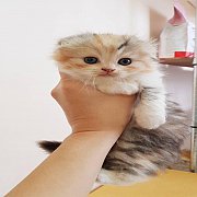 +++จองแล้ว จองแล้ว 8000 Scottish Fold หูพับ 3สี เมีย+++