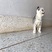 +++จองแล้ว 8000 Scottish Fold หูพับ 3สี ขนสั้น เมีย.+++ จองแล้ว