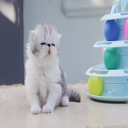 เปิดจองลูกแมวเปอร์เซีย หน้าบี้