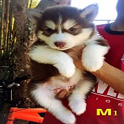 น้องหมาไซบีเรียน เพศผู้ ตัวอ้วน น่ารัก แข็งแรง ราคาไม่แพง จัดส่งฟรี