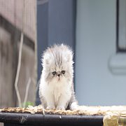 เปิดจองลูกแมวเปอร์เซีย 