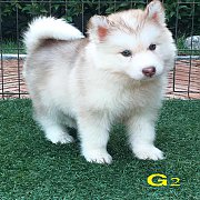 น้องหมาไซบีเรียน เพศผู้ 2 เมีย 3 น่ารัก แข็งแรง ราคาไม่แพง พร้อมจัดส่ง