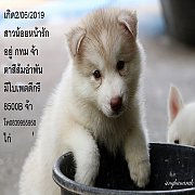 ขาย ไซบีเรียน ฮัสกี้,  กทม  มารับเองลดได้ครับ มีใบเพตดีกีรับลอง