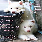 ขาย ไซบีเรียน ฮัสกี้,  กทม  มารับเองลดได้ครับ มีใบเพตดีกีรับลอง