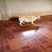 ขายแม่พันธุ์สีครีม พร้อมผสม