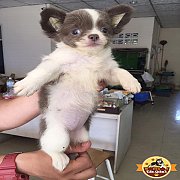 ชิวาวาเด็กหญิง สีขาวบลู ขนยาว 