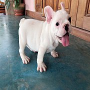 เฟร้นบลูด็อกเพศผู้ ราคา 8000 พร้อมย้ายบ้านคะ