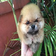 ปอมเมอเรเนียน สวย ๆ  