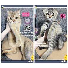 ***ได้บ้านแล้ว***ลูกแมวสก็อตติช1ตัวและบริติช1ตัว