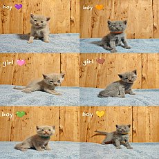 สก็อตติชแท้