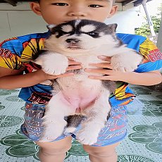 ขายน้องหมาไซบีเรียน