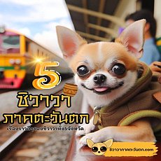 ชิวาวาตะวันตก