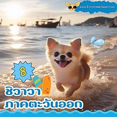 ชิวาวาตะวันออก