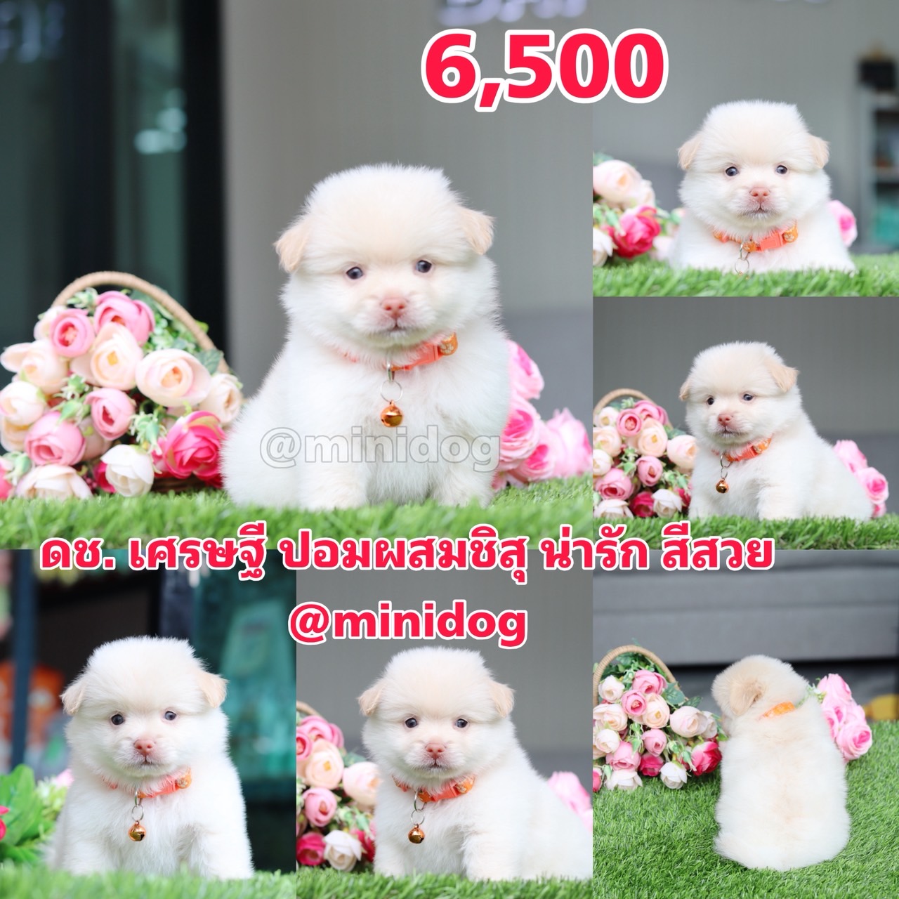 ชิสุผสมปอม