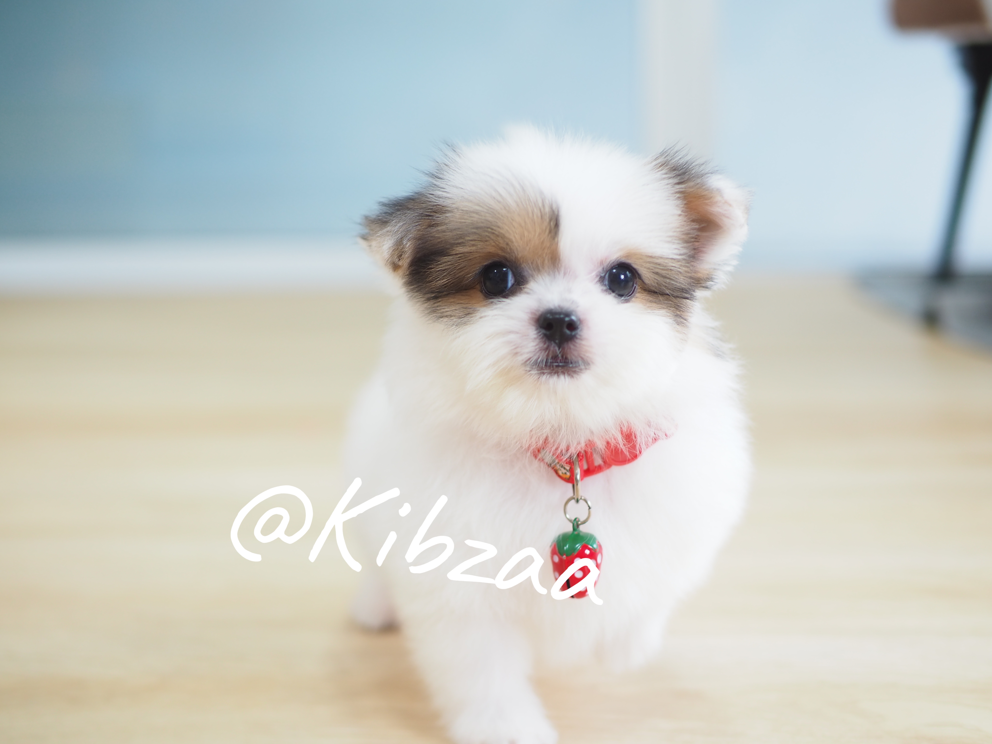 Shihtzupom