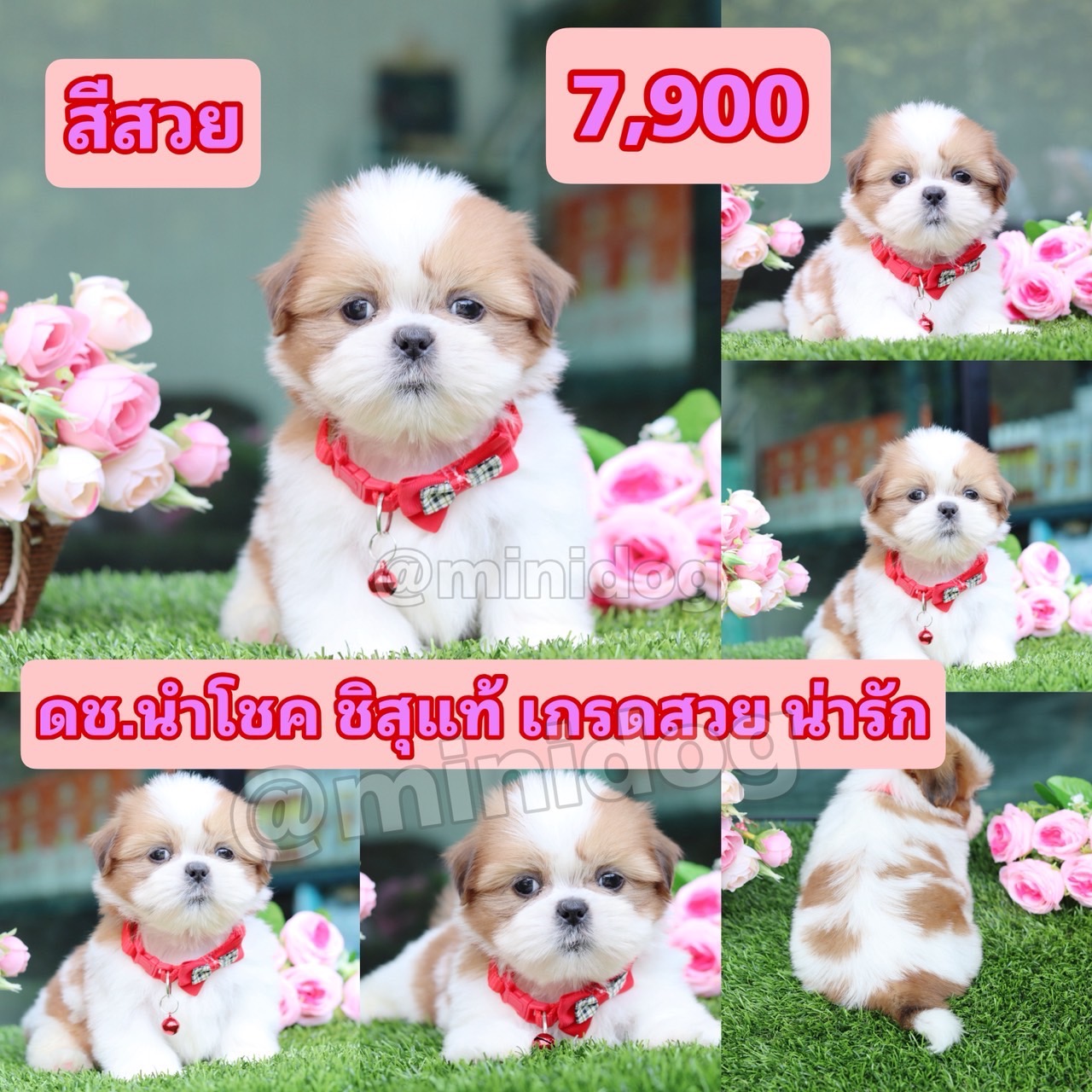 ชิสุแท้เกรดสวย