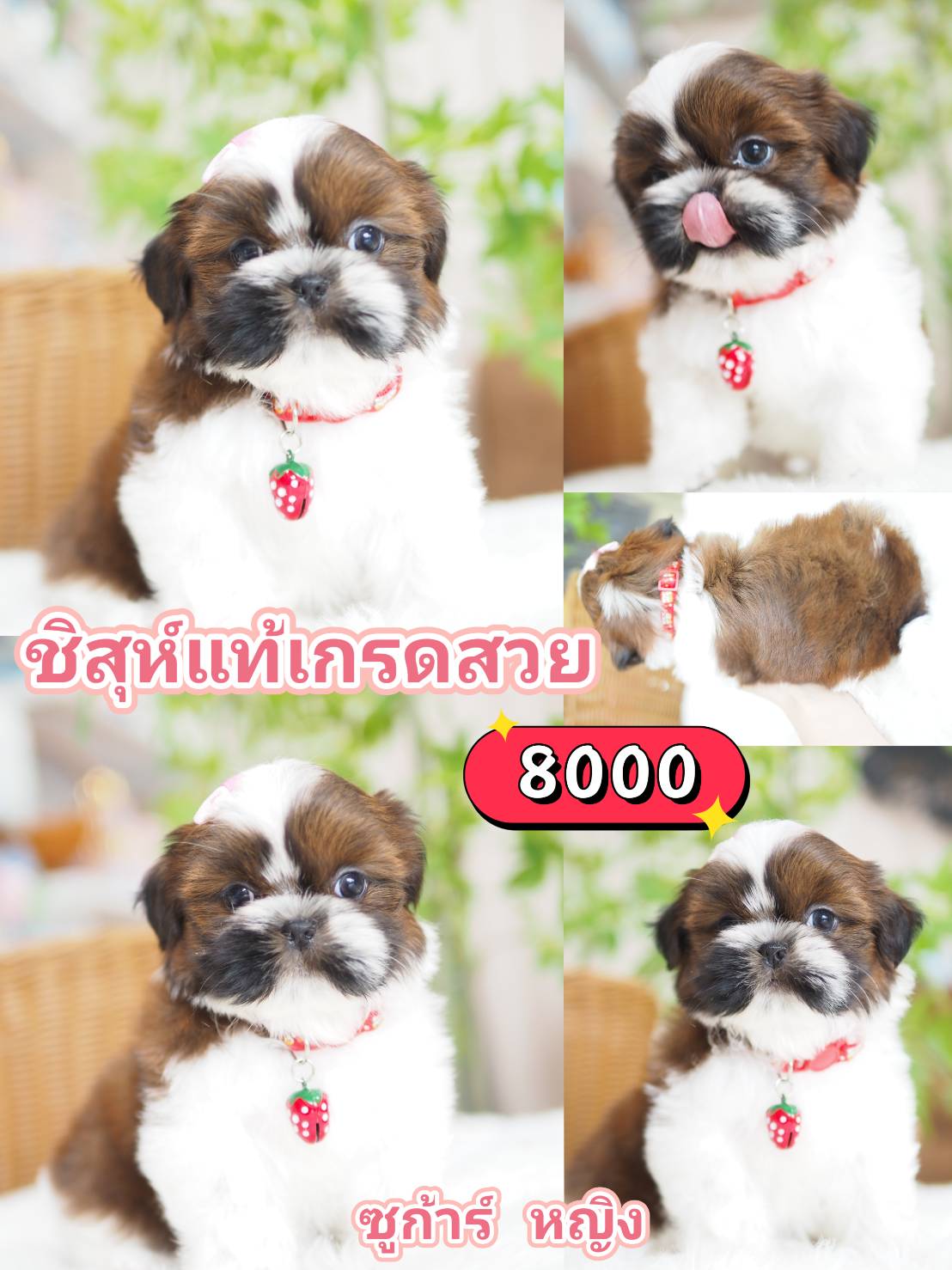 Shihtzu