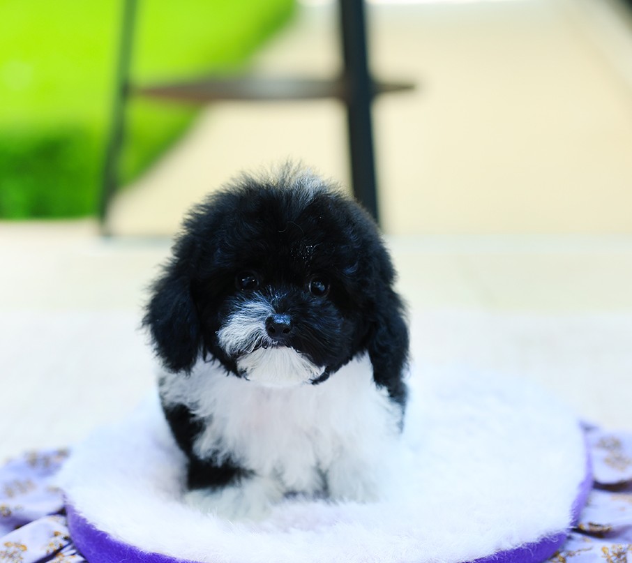 บิชองพู BCM-10844 เพศชาย สีขาวดำ น่ารักมาก ๆ มีคิ้วสีน้ำตาลเล็กน้อย เป็นเอกลักษณ...