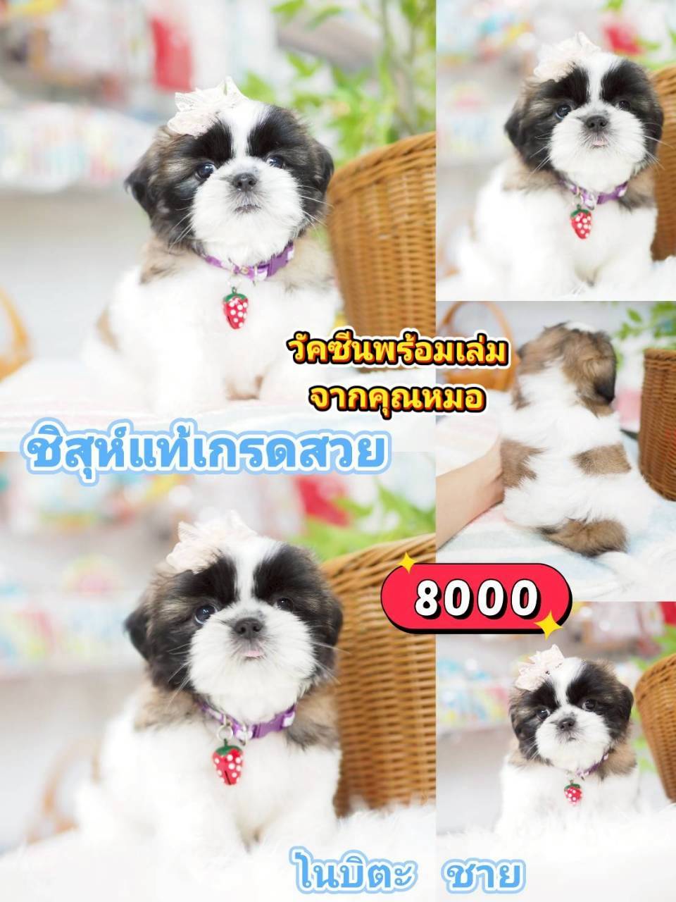 ชิสุแท้ ❣️ วัคซีน