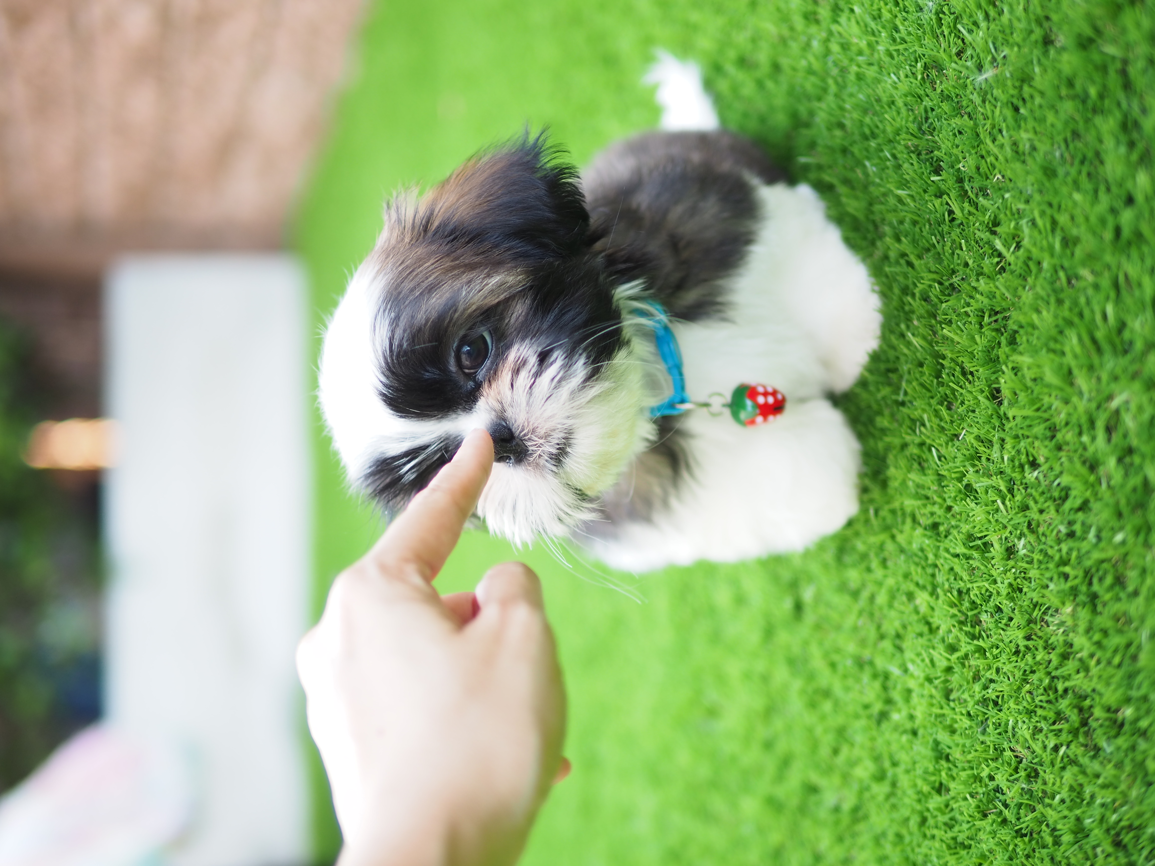 Shihtzu พร้อม วัคซีน