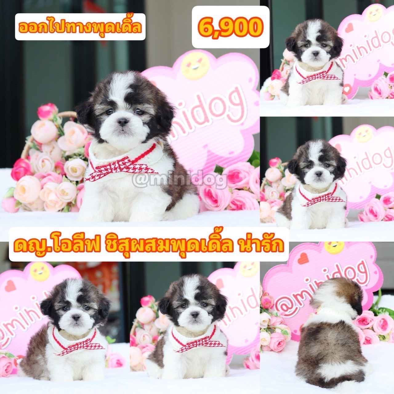 ชิสุผสทพุดเดิ้ล